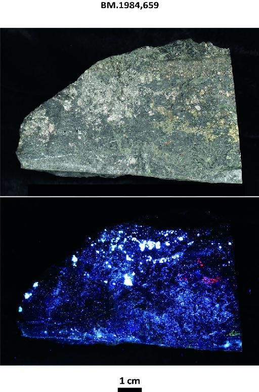 Ore specimens, silvery arsenopyrite intergrown with pale brassy pyrite, yellowish-brassy chalcopyrite, some scheelite, in matrix - BM.1984,659 photographs