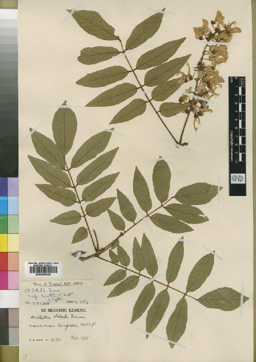 Millettia oblata subsp. burttii Gillett - BM000838369