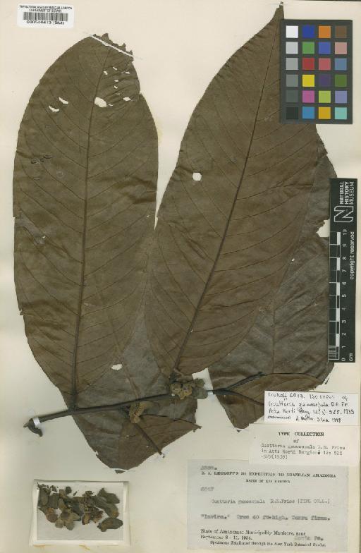 Guatteria punctata (Aubl.) R.A.Howard - BM000546413