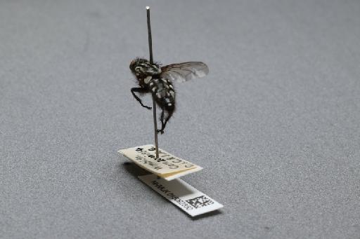 Sarcophaga (Rosellea) aratrix Pandelle, 1896 - 015092850_additional_2