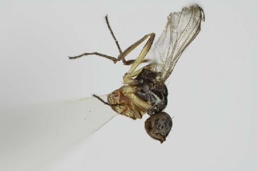 Meroplius (Meroplius) unispinifer Ozerov & Ozerov, 1999 - Meroplius_Meroplius_unispinifer-BMNHE1238984-holotype_male-habitus_lateral