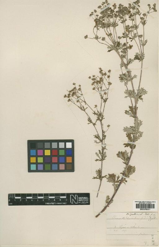 Potentilla decumbens Jord. - BM000750691