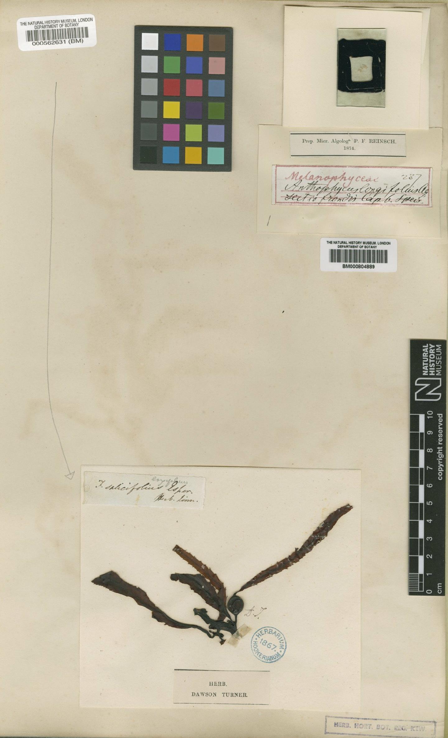 To NHMUK collection (Anthophycus longifolius (Turner) Kütz.; TYPE; NHMUK:ecatalogue:4524295)