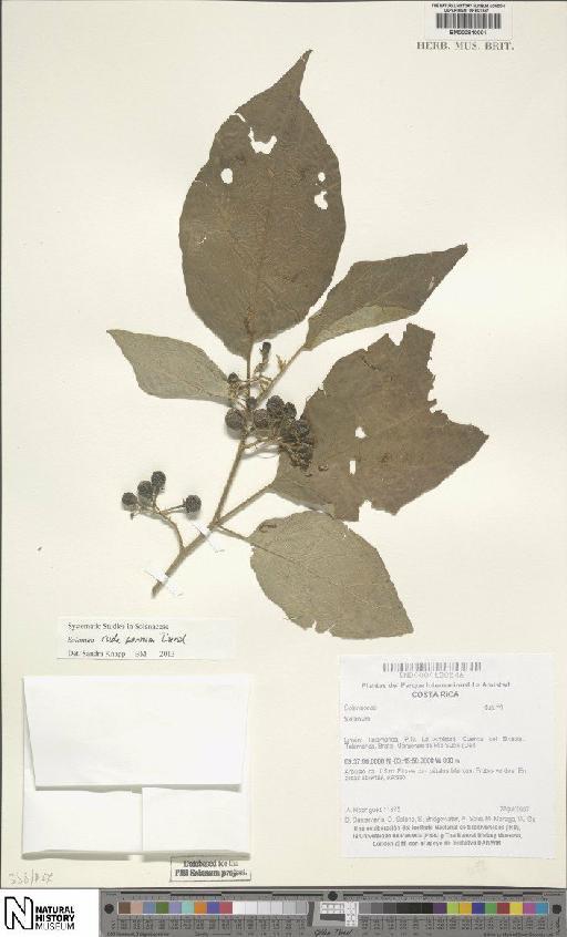 Solanum rudepannum Dunal - BM000810001