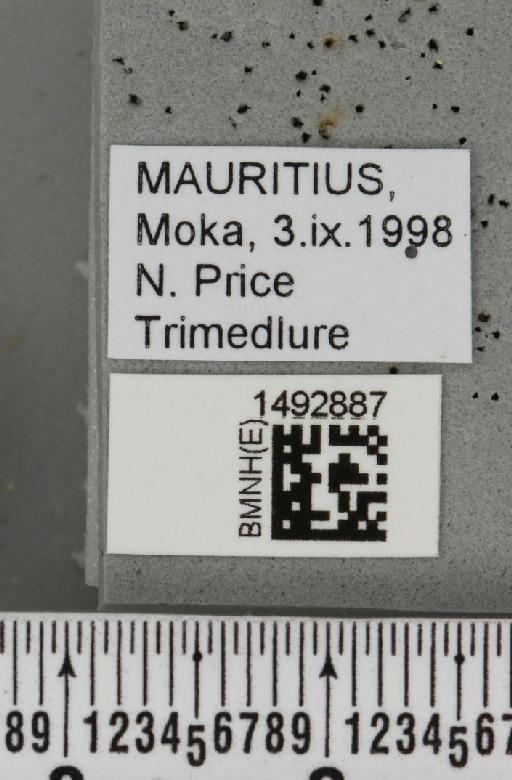 Ceratitis (Pterandrus) quilicii De Meyer et al., 2016 - BMNHE_1492887_label_43923