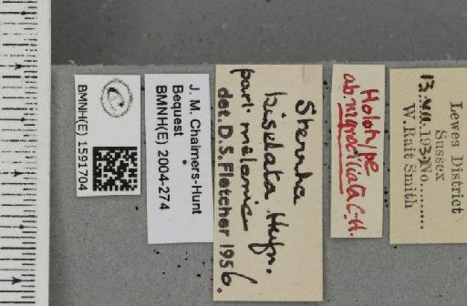 Idaea dimidiata ab. nigrocilliata Chalmers-Hunt, 1961 - BMNHE_1591704_label_264629
