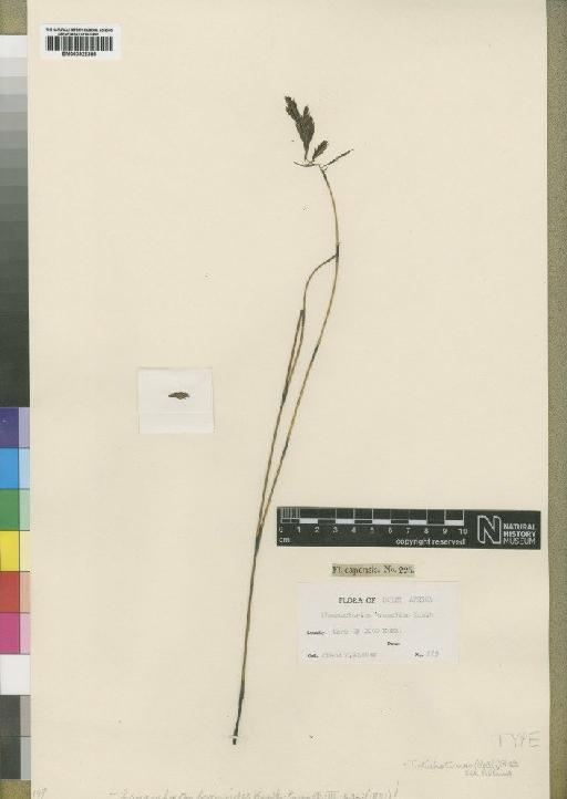 Thamnochortus lucens (Poir.) H.P.Linder - BM000922386