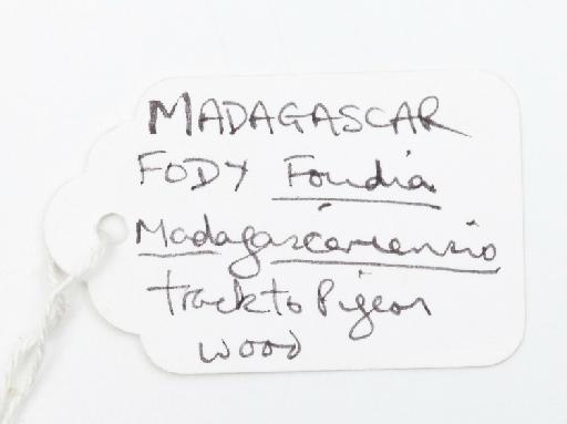 Foudia madagascariensis (Linnaeus, 1766) - N1997