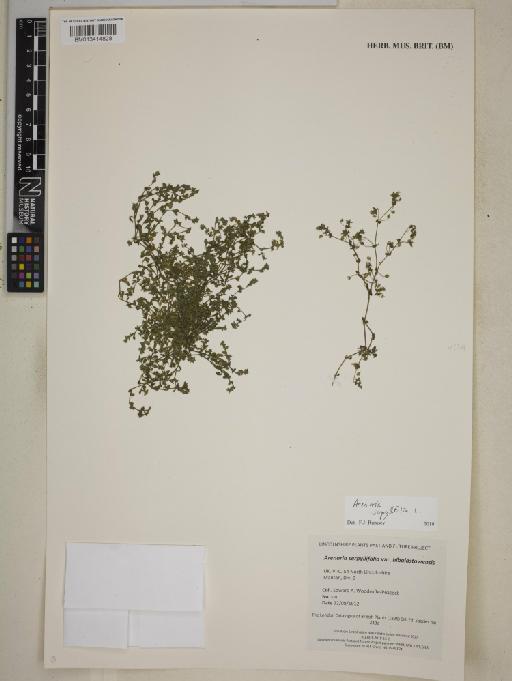 Arenaria serpyllifolia L. - BM013414828