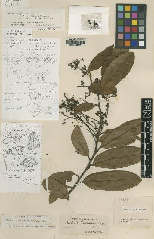 Nectandra truxillensis (Meisn.) Mez - BM000617731