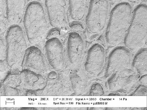 Iyarispora ikaanakiteeh Martha et al., 2019 - PI BZ 8125 - Iyarispora ikaanakiteeh