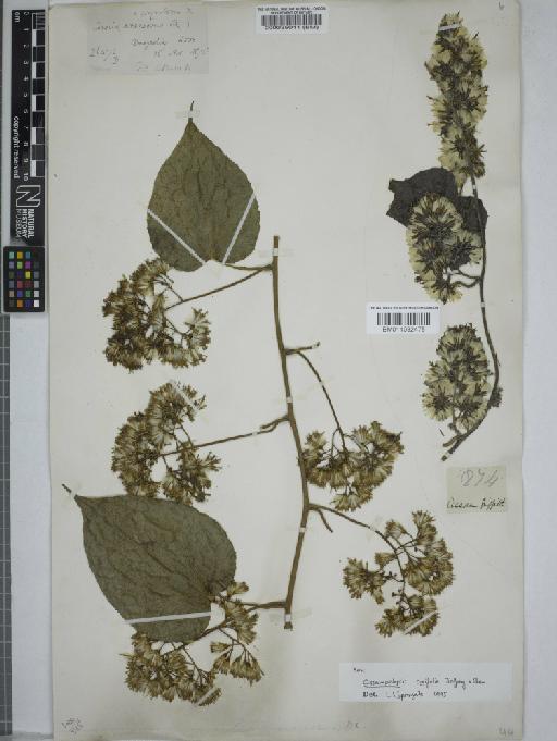 Senecio cordifolia - 000035011