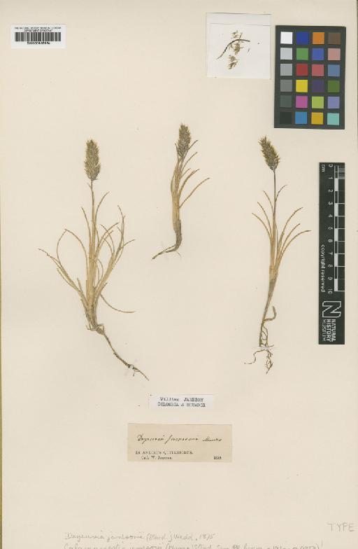 Calamagrostis jamesonii Steud. - BM000938564