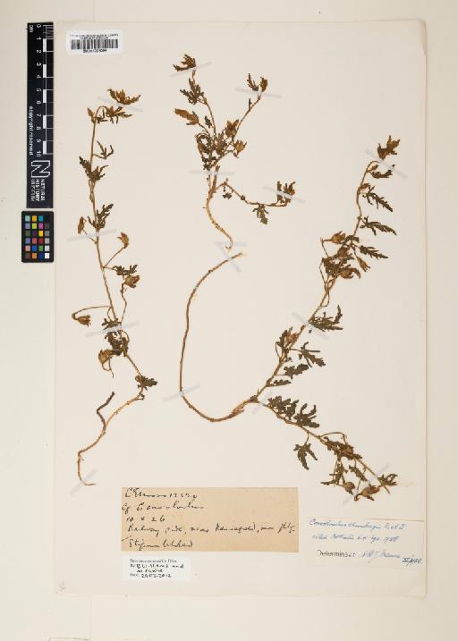 Convolvulus thunbergii Roem. & Schult. - 001001094