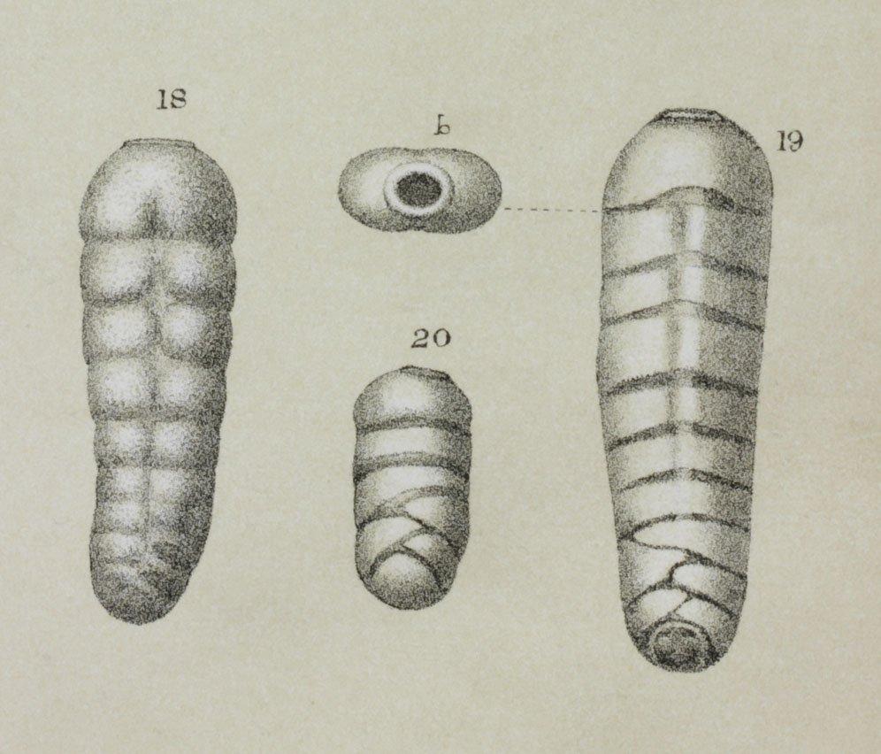 To NHMUK collection (Sagrina bifrons Brady, 1881; Syntype; NHMUK:ecatalogue:3093178)