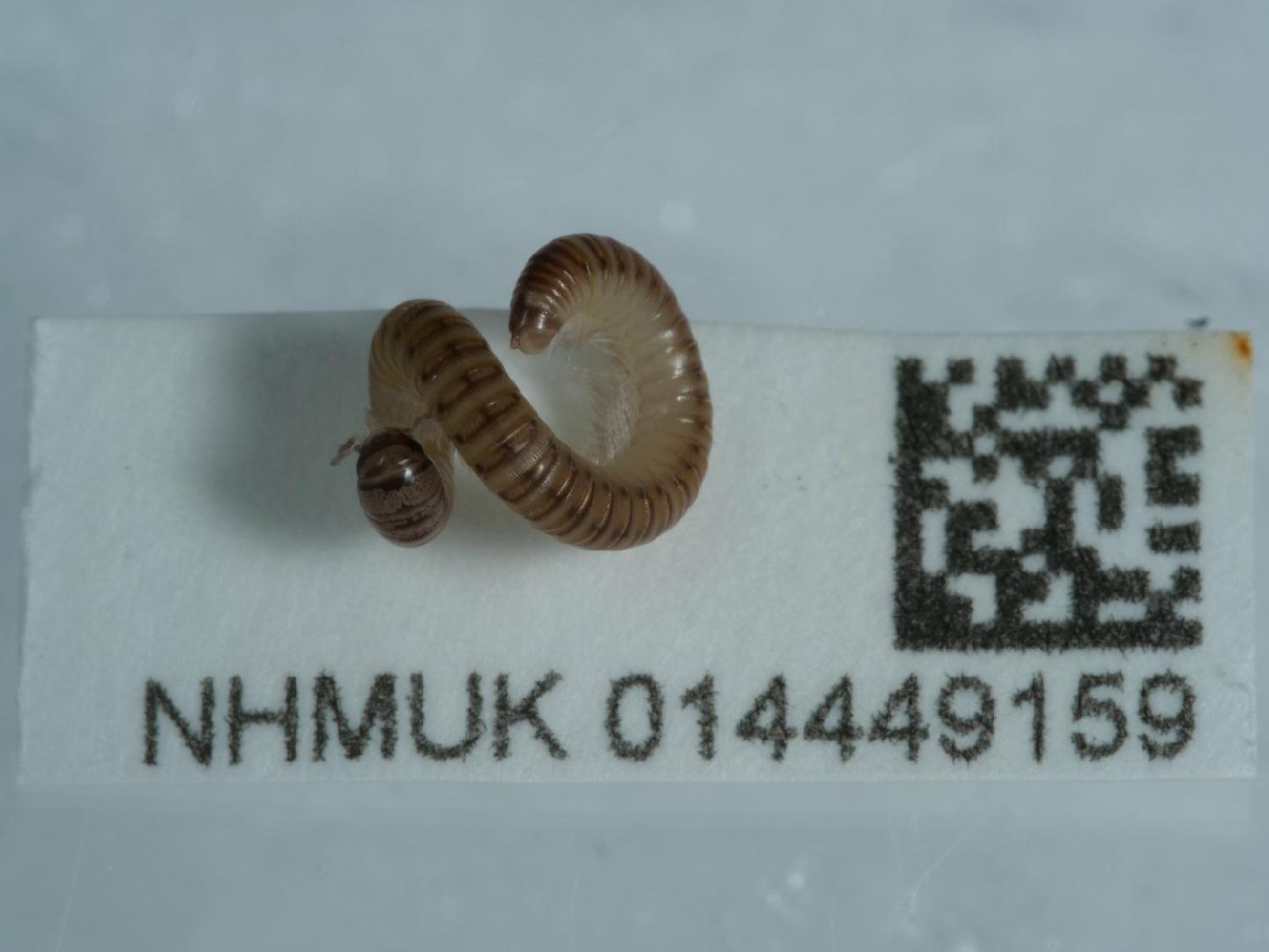 To NHMUK collection (Cylindroiulus punctatus (Leach, 1815); NON-TYPE; NHMUK:ecatalogue:9264522)