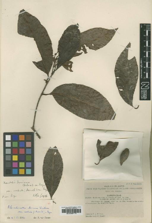 Xantolis boniana (Dubard) P.Royen - BM000997178