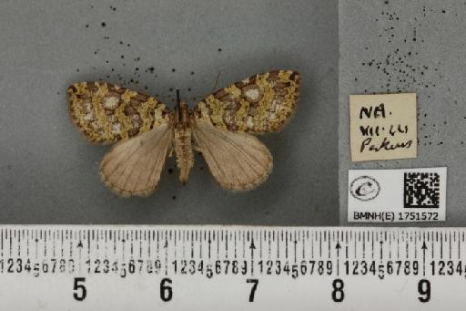 Hydriomena furcata (Thunberg, 1784) - BMNHE_1751572_328488