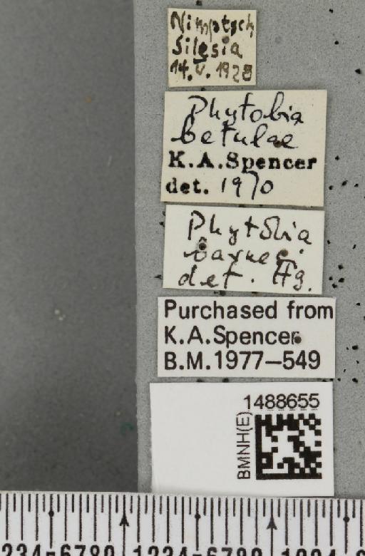 Phytobia cambii (Hendel, 1931) - BMNHE_1488655_label_52502