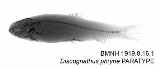 Discognathus phryne Annandale, 1919 - BMNH 1919.8.16.1 - Discognathus phryne PARATYPE Radiograph