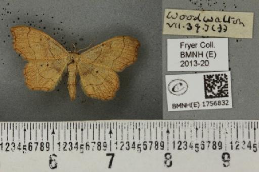 Idaea emarginata (Linnaeus, 1758) - BMNHE_1756832_321896