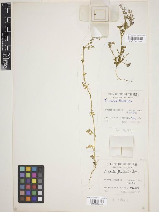 Fumaria bastardii Boreau - 013863349_cap