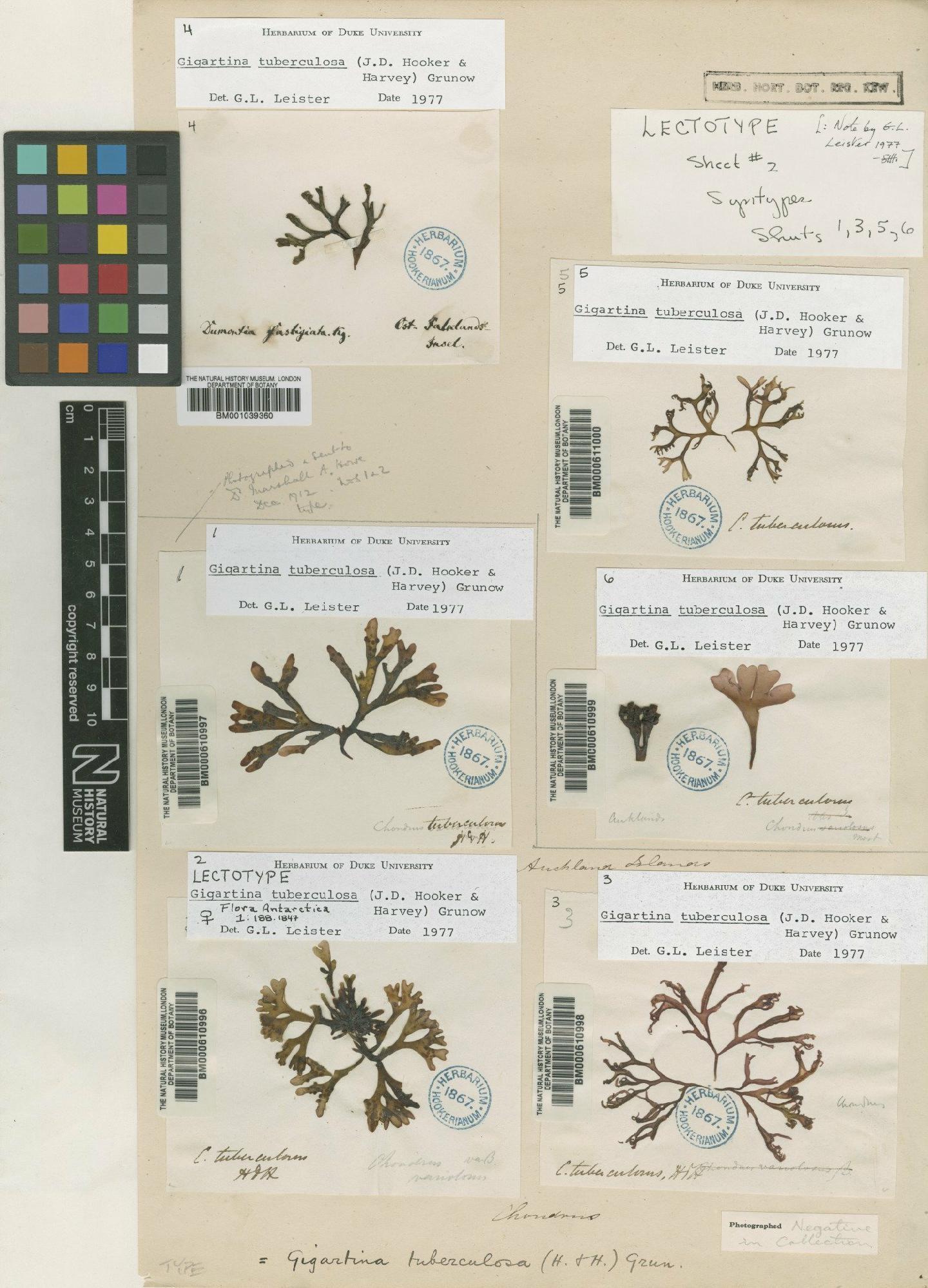 To NHMUK collection (Iridaea tuberculosa (Hook.f. & Harv.) Leister; Syntype; NHMUK:ecatalogue:712511)
