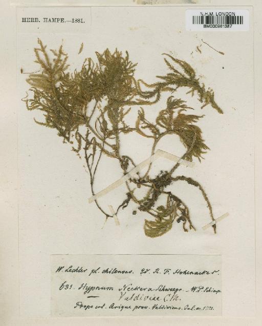 Porothamnium valdiviae (Müll.Hal.) M.Fleisch. in Broth. - BM000961387