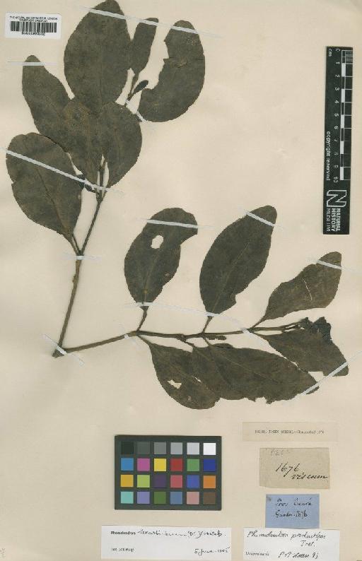 Phoradendron hexasticum (DC.) Griseb. - BM000993562