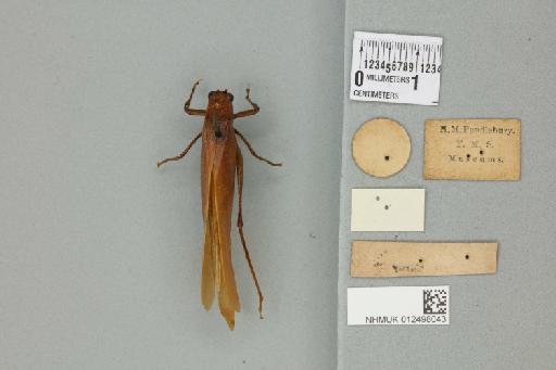 Tapiena cucullata (von Wattenwyl, 1891) - 012498043_reverse_1