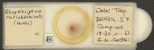 Rhopalosiphum rufiabdominalis Sasaki, 1899 - 010108039_112781_1095924