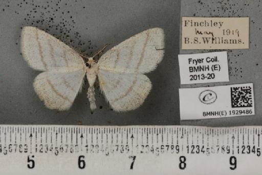 Cabera pusaria (Linnaeus, 1758) - BMNHE_1929486_494891
