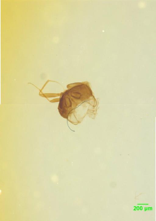 Scaphidiinae Latreille, 1806 - 010189093__