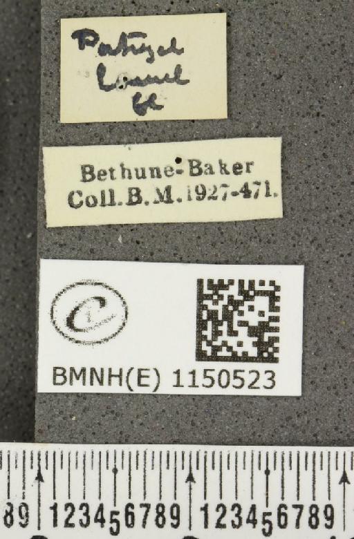 Celastrina argiolus britanna (Verity, 1919) - BMNHE_1150523_a_label_111913
