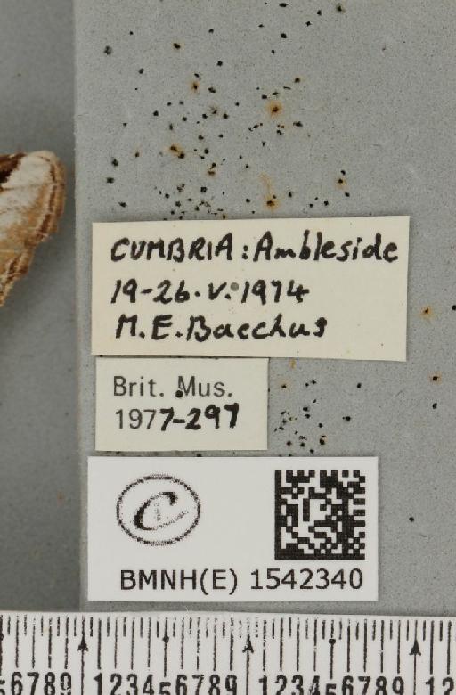 Pheosia gnoma (Fabricius, 1777) - BMNHE_1542340_label_246064
