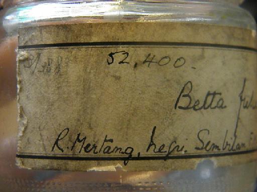 Betta fusca Regan, 1910 - BMNH 1931.8.21.49-51 external label 3