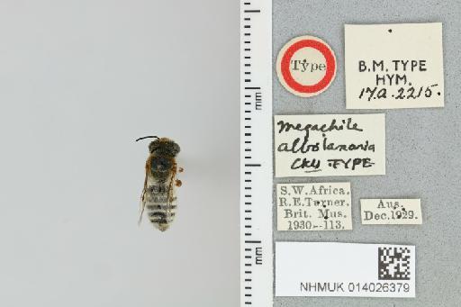 Chalicodoma albolanarium (Cockerell, 1937) - 014026379_835580_1629323-