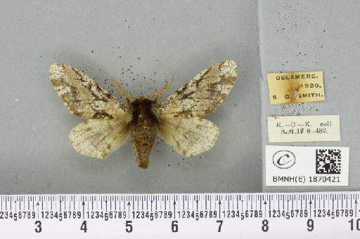 Biston strataria ab. obsoleta Lempke, 1952 - BMNHE_1870421_461033