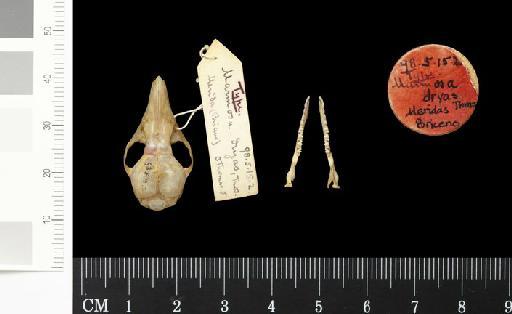 Marmosa dryas Thomas, 1898 - 1898.5.15.2_Skull_Dorsal