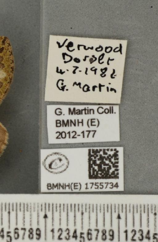Hydriomena furcata (Thunberg, 1784) - BMNHE_1755734_label_328994