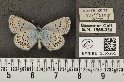 Plebejus argus cretaceus ab. flavescens Tutt, 1909 - BMNHE_1355261_153387