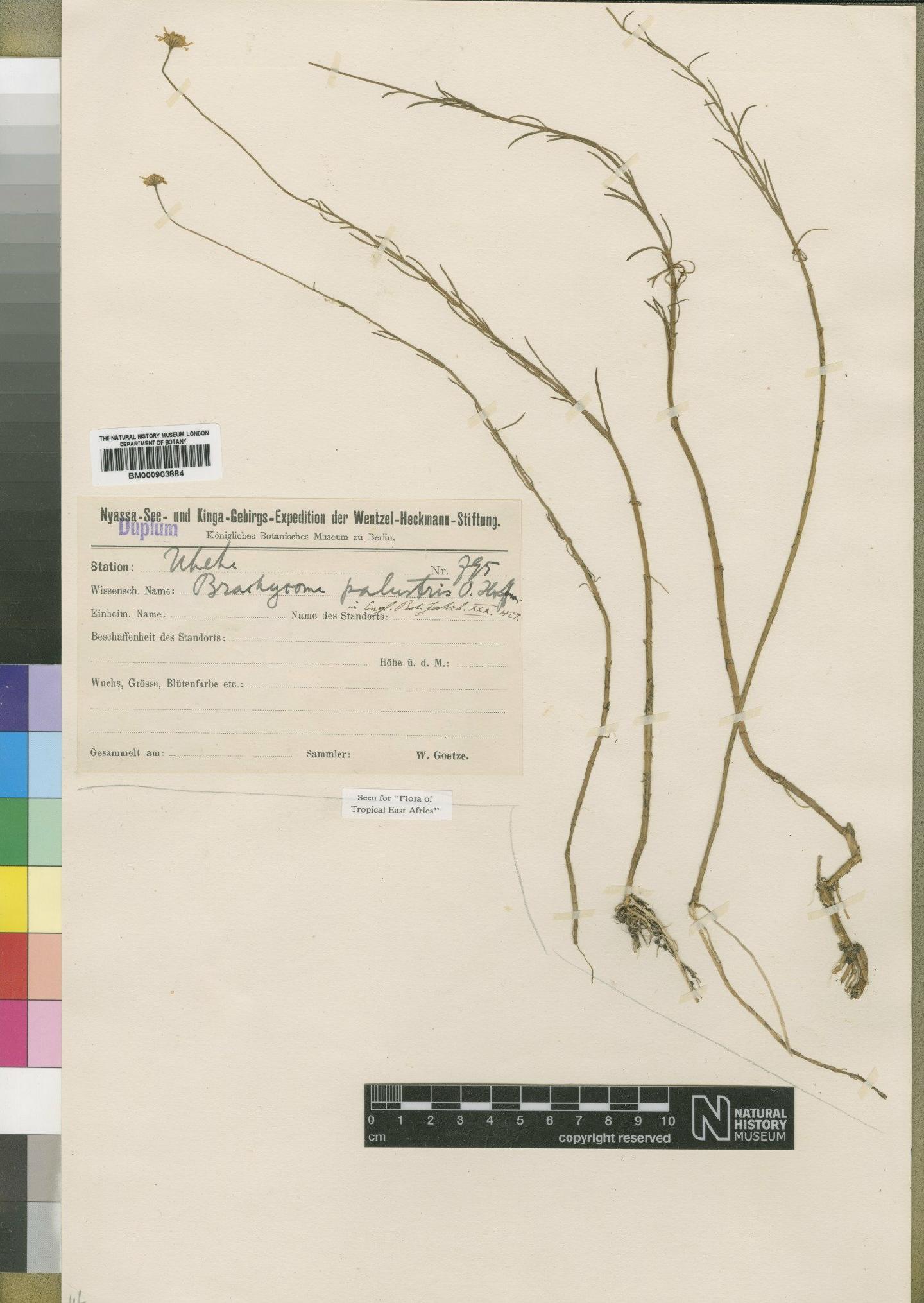 To NHMUK collection (Jeffreya palustris (O.Hoffm.) Wild; Type; NHMUK:ecatalogue:4528932)