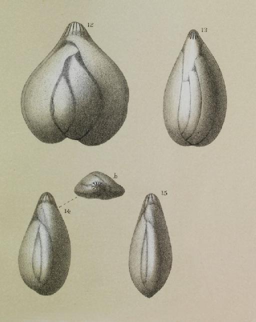 Polymorphina elegantissima Parker & Jones, 1870 - ZF2134_72_14-15_Sigmoidella_elegantissima.jpg
