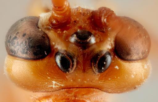 Ophion crassicornis Brock, 1982 - 010880624_Ophion_crassicornis_holotype_head