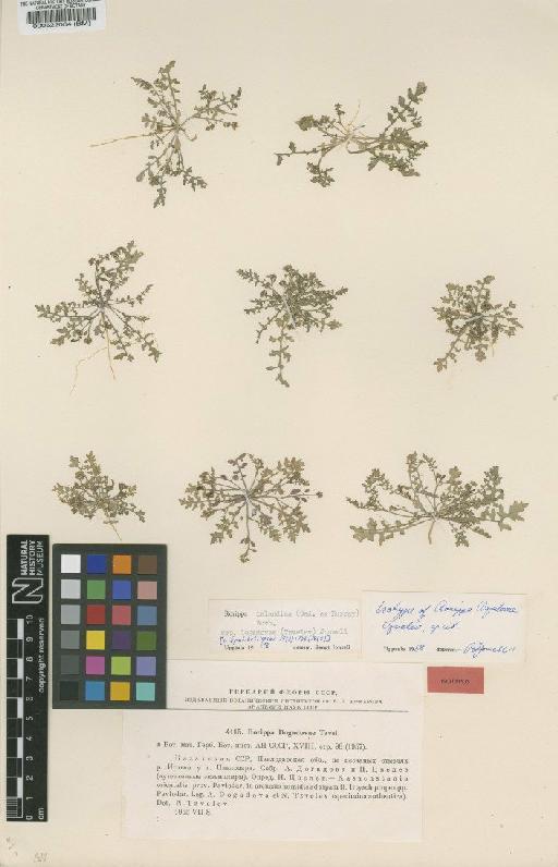 Rorippa islandica subsp. dogadovae (Tzvelev) Jonsell - BM000522064