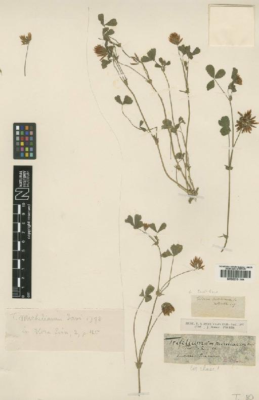 Trifolium michelianum Savi - BM000751206