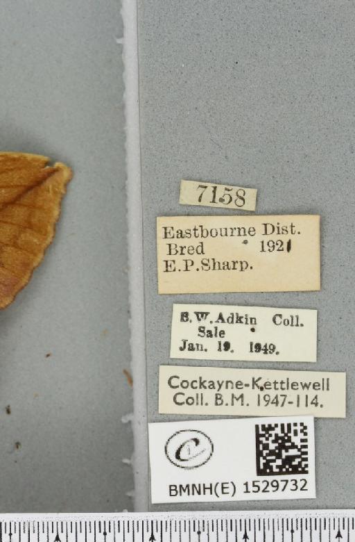 Euthrix potatoria ab. extrema Tutt, 1902 - BMNHE_1529732_label_197221