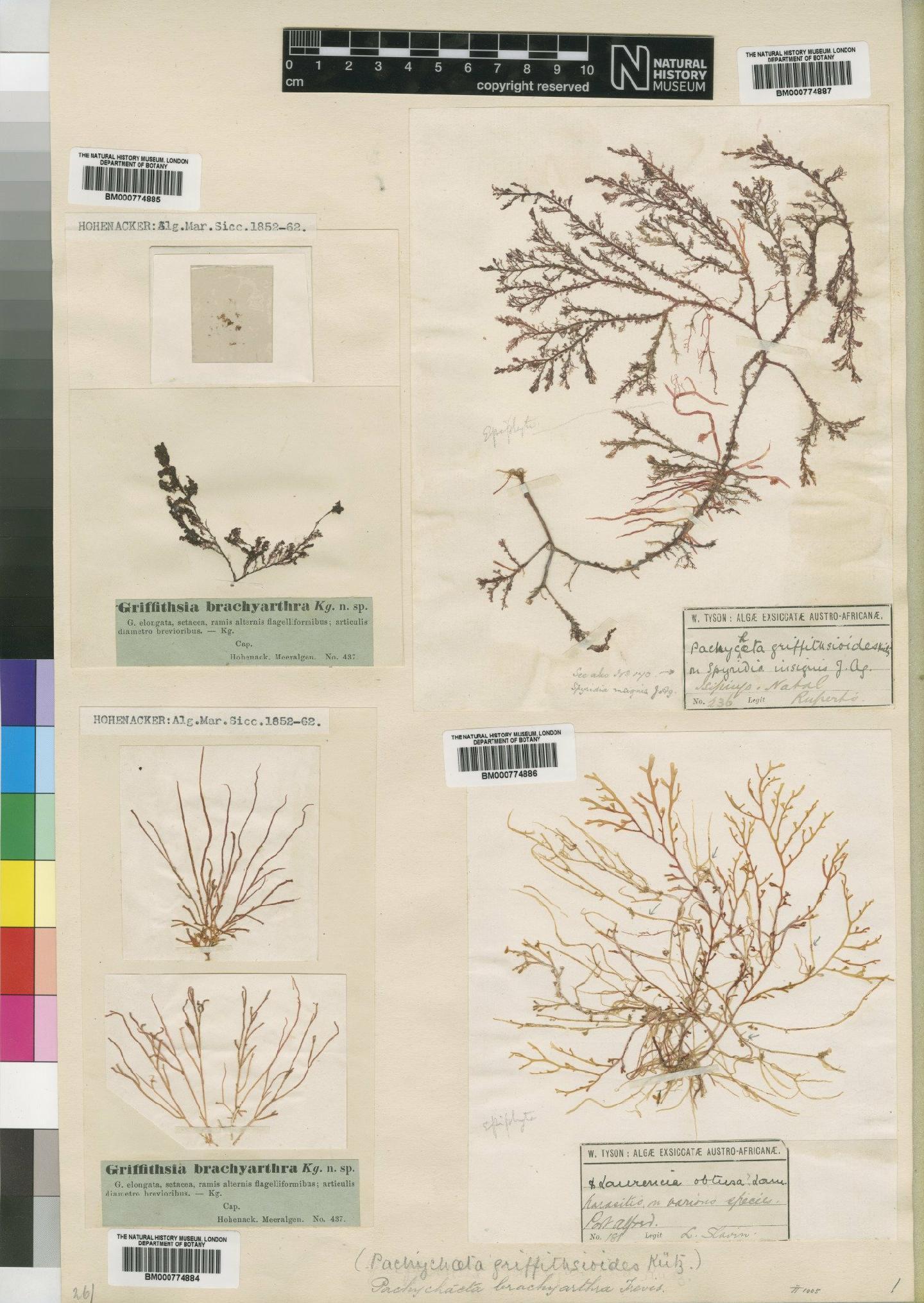 To NHMUK collection (Griffithsia brachyarthra Kütz.; Syntype; NHMUK:ecatalogue:4858526)