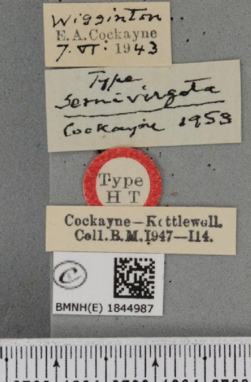Macaria liturata ab. semivirgata Cockayne, 1953 - BMNHE_1844987_label_421297