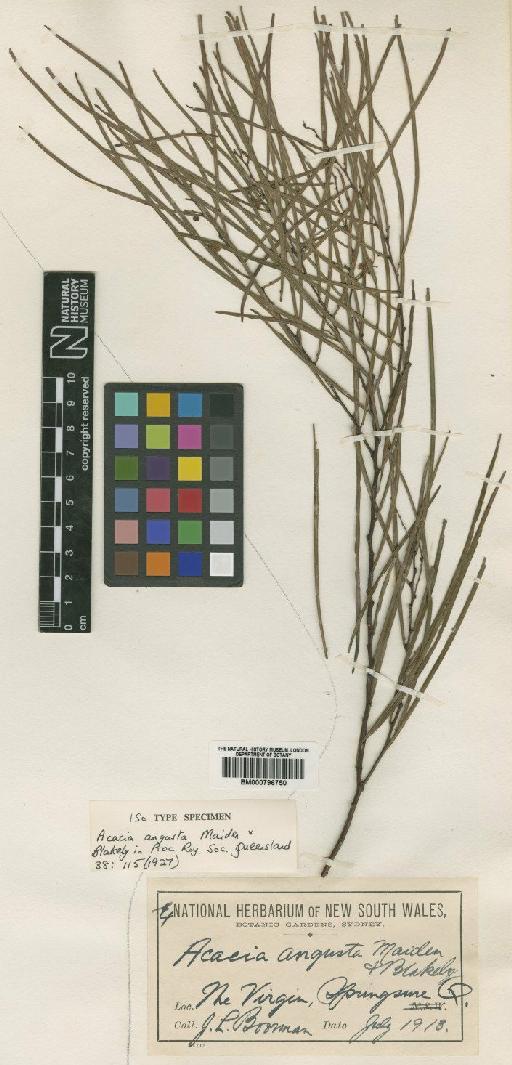 Acacia angusta Maiden & Blakely - BM000796750